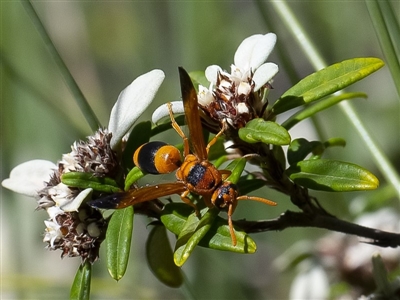 Anterhynchium nigrocinctum (Potter Wasp) at Acton, ACT - 27 Mar 2019 by WHall