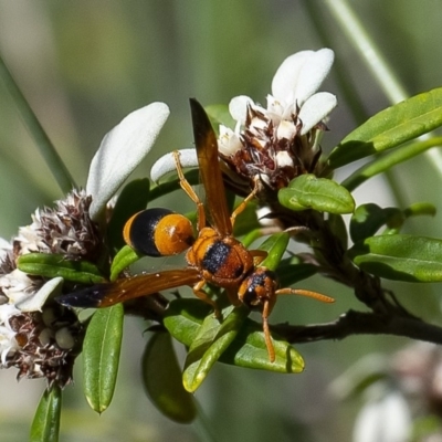 Anterhynchium nigrocinctum (Potter Wasp) at Acton, ACT - 27 Mar 2019 by WHall