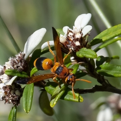 Anterhynchium nigrocinctum (A potter wasp) at Acton, ACT - 27 Mar 2019 by WHall