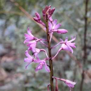 Dipodium roseum at Cotter River, ACT - 28 Mar 2019