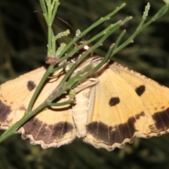 Scioglyptis lyciaria (White-patch Bark Moth) at Ainslie, ACT - 27 Mar 2019 by jb2602