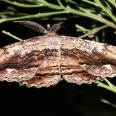 Scioglyptis lyciaria at Ainslie, ACT - 27 Mar 2019