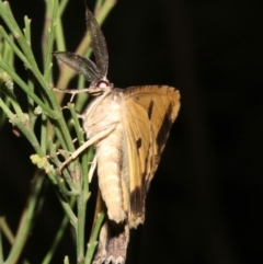 Scioglyptis lyciaria at Ainslie, ACT - 27 Mar 2019 09:55 PM