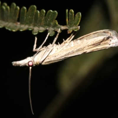 Faveria tritalis (Couchgrass Webworm) at Mount Ainslie - 10 Mar 2019 by jb2602