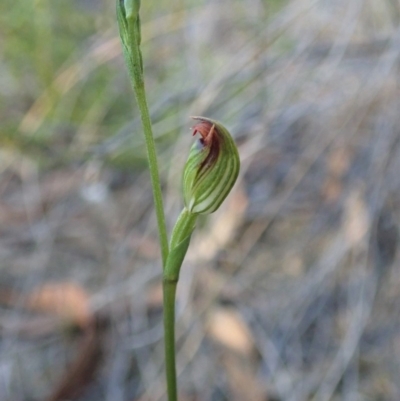 Speculantha rubescens (Blushing Tiny Greenhood) at Aranda Bushland - 26 Mar 2019 by CathB