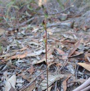 Speculantha rubescens at Aranda, ACT - 26 Mar 2019