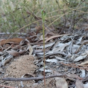 Speculantha rubescens at Aranda, ACT - 26 Mar 2019