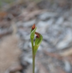 Speculantha rubescens at Aranda, ACT - suppressed