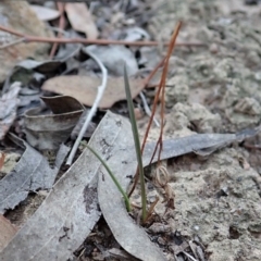 Caleana minor (Small Duck Orchid) at Aranda, ACT - 26 Mar 2019 by CathB