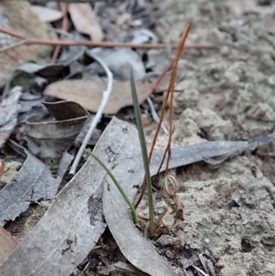 Caleana minor (Small Duck Orchid) at Aranda Bushland - 26 Mar 2019 by CathB