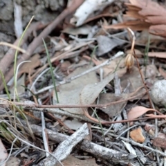 Caleana minor at Aranda, ACT - suppressed