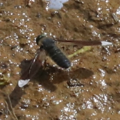 Comptosia sp. (genus) (Unidentified Comptosia bee fly) at Majura, ACT - 12 Mar 2019 by jb2602