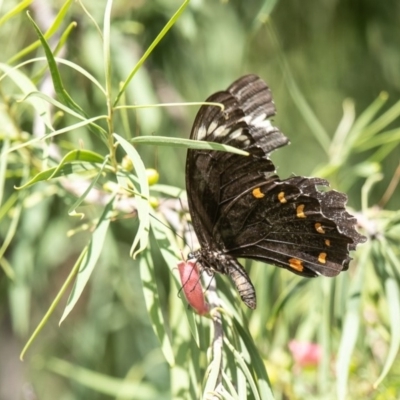 Papilio aegeus (Orchard Swallowtail, Large Citrus Butterfly) at ANBG - 27 Mar 2019 by Roger