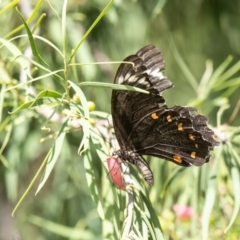 Papilio aegeus (Orchard Swallowtail, Large Citrus Butterfly) at Acton, ACT - 27 Mar 2019 by Roger