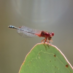 Xanthagrion erythroneurum (Red & Blue Damsel) at Callum Brae - 26 Mar 2019 by KumikoCallaway