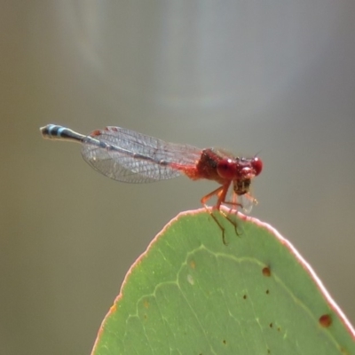 Xanthagrion erythroneurum (Red & Blue Damsel) at Callum Brae - 26 Mar 2019 by KumikoCallaway