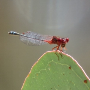 Xanthagrion erythroneurum at Symonston, ACT - 26 Mar 2019 12:25 PM