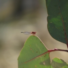 Xanthagrion erythroneurum at Symonston, ACT - 26 Mar 2019 12:25 PM