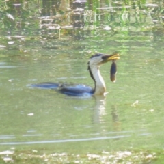 Microcarbo melanoleucos (Little Pied Cormorant) at Symonston, ACT - 26 Mar 2019 by KumikoCallaway