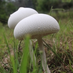 Macrolepiota dolichaula (Macrolepiota dolichaula) at Currowan, NSW - 24 Mar 2019 by MarjApt