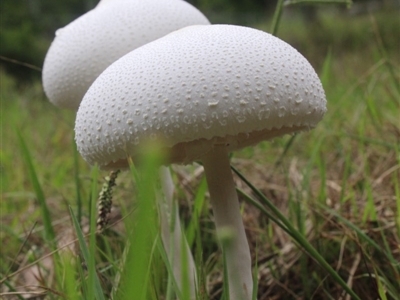 Macrolepiota dolichaula (Macrolepiota dolichaula) at Currowan, NSW - 24 Mar 2019 by MarjApt