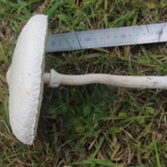 Macrolepiota dolichaula at Currowan, NSW - 24 Mar 2019