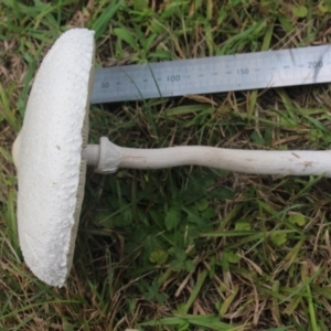 Macrolepiota dolichaula at Currowan, NSW - 24 Mar 2019