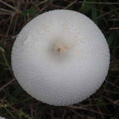 Macrolepiota dolichaula at Currowan, NSW - 24 Mar 2019 01:45 PM