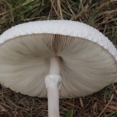 Macrolepiota dolichaula at Currowan, NSW - 24 Mar 2019 01:45 PM