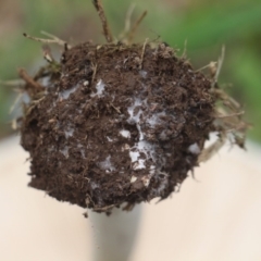 Macrolepiota dolichaula at Currowan, NSW - 24 Mar 2019