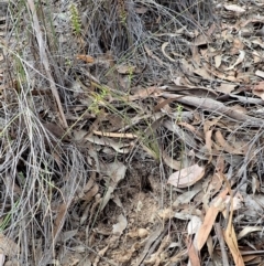 Corunastylis clivicola (Rufous midge orchid) at Cook, ACT - 24 Mar 2019 by CathB