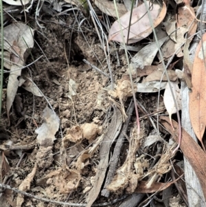 Corunastylis clivicola at Cook, ACT - 24 Mar 2019