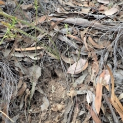Corunastylis clivicola at Cook, ACT - 24 Mar 2019