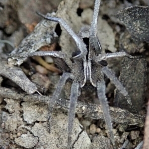 Argoctenus sp. (genus) at Dunlop, ACT - 26 Mar 2019