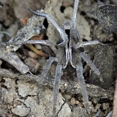 Argoctenus sp. (genus) (Wandering ghost spider) at Aranda Bushland - 26 Mar 2019 by CathB