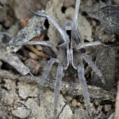 Argoctenus sp. (genus) (Wandering ghost spider) at Dunlop, ACT - 26 Mar 2019 by CathB