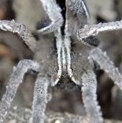 Argoctenus sp. (genus) at Dunlop, ACT - 26 Mar 2019