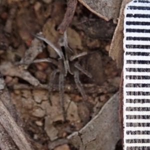 Argoctenus sp. (genus) at Dunlop, ACT - 26 Mar 2019