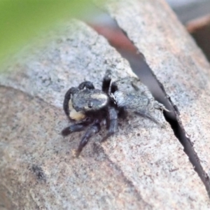 Salticidae sp. 'Golden palps' at Dunlop, ACT - 27 Mar 2019 05:15 PM