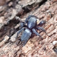 Salticidae sp. 'Golden palps' at Dunlop, ACT - 27 Mar 2019 05:15 PM