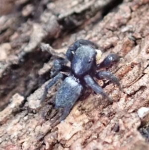 Salticidae sp. 'Golden palps' at Dunlop, ACT - 27 Mar 2019