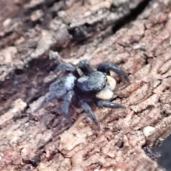 Salticidae sp. 'Golden palps' at Dunlop, ACT - 27 Mar 2019 05:15 PM