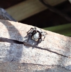 Salticidae sp. 'Golden palps' at Dunlop, ACT - 27 Mar 2019 05:15 PM