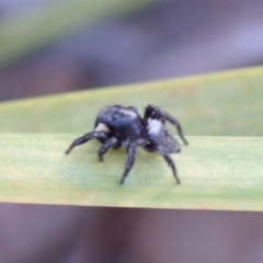 Salticidae sp. 'Golden palps' at Dunlop, ACT - 27 Mar 2019 05:15 PM