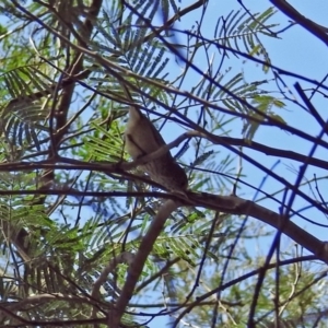 Acanthiza pusilla at Paddys River, ACT - 27 Mar 2019