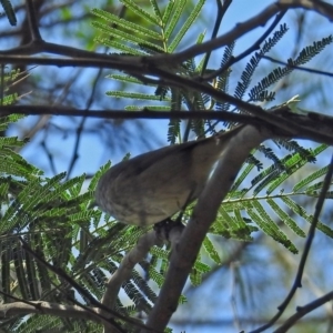 Acanthiza pusilla at Paddys River, ACT - 27 Mar 2019 12:52 PM