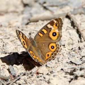 Junonia villida at Paddys River, ACT - 27 Mar 2019