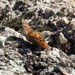 Junonia villida at Paddys River, ACT - 27 Mar 2019