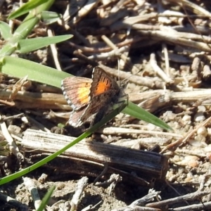 Lucia limbaria at Paddys River, ACT - 27 Mar 2019 12:07 PM