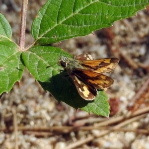 Ocybadistes walkeri at Paddys River, ACT - 27 Mar 2019